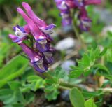 Corydalis conorhiza