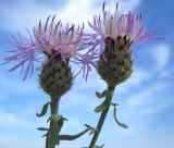 Centaurea stoebe