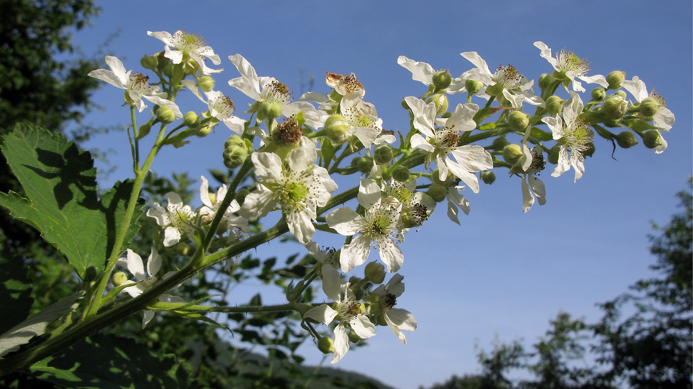 Image of Rubus lloydianus specimen.