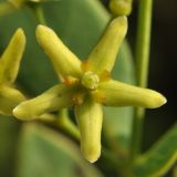 Vincetoxicum amplexicaule. Цветок. Приморский край, Уссурийский р-н, окр. с. Монакино, сырой луг. 19.07.2014.