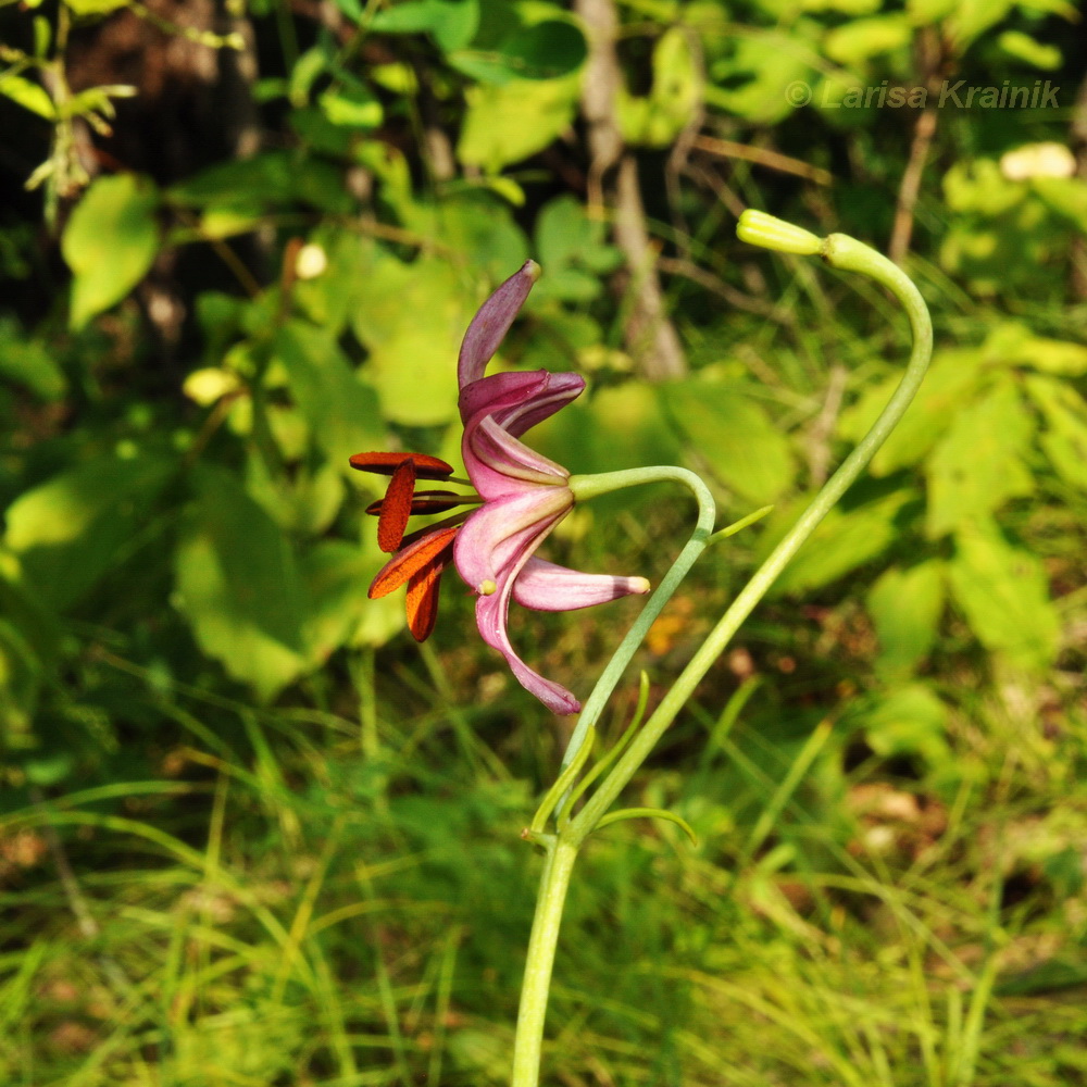 Изображение особи Lilium cernuum.