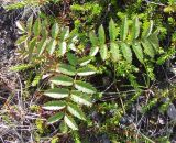 Sorbus aucuparia подвид glabrata