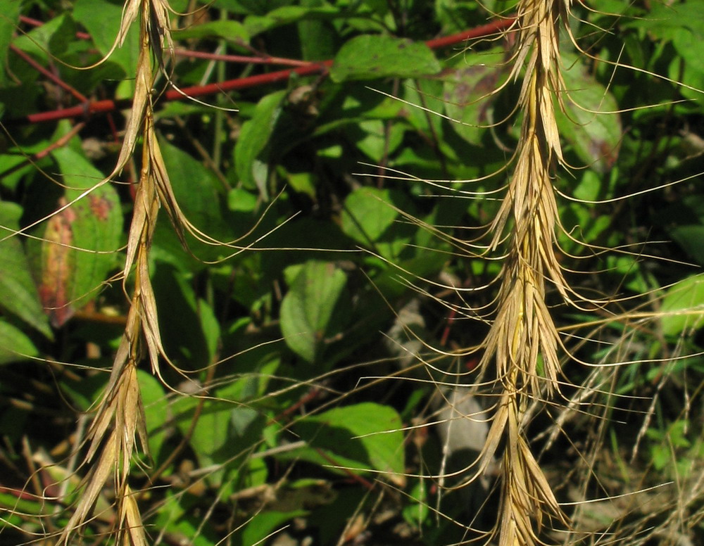 Изображение особи Elymus sibiricus.