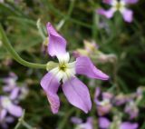 Matthiola bicornis