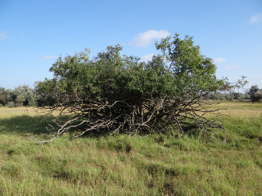 Изображение особи Rhamnus cathartica.