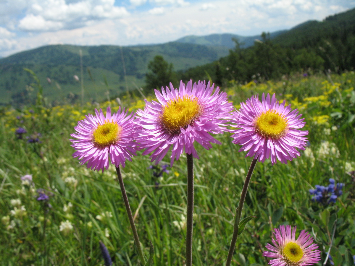 Image of Erigeron krylovii specimen.
