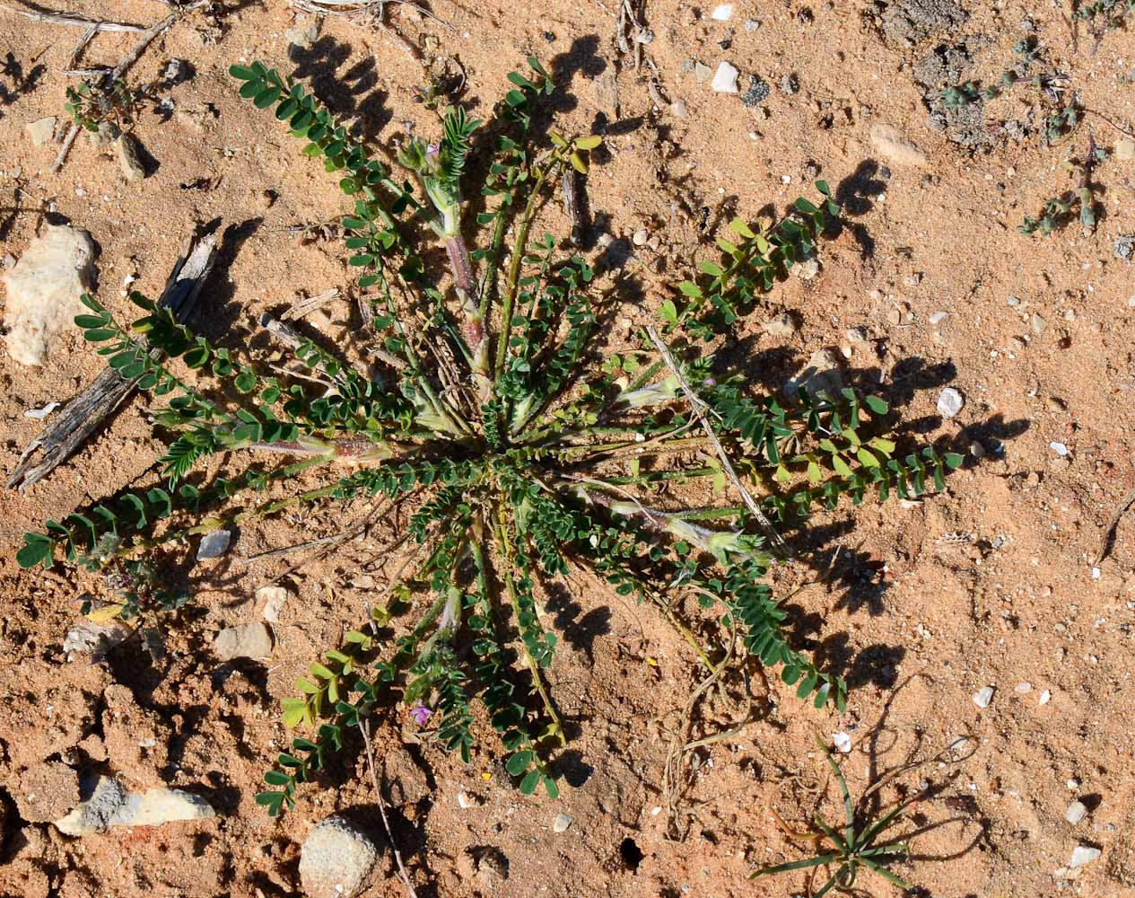 Image of Onobrychis squarrosa specimen.