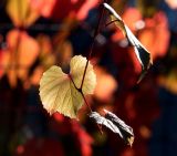 genus Vitis. Побег. Московская обл., Раменский р-н, окр. дер. Хрипань, садовый участок. 16.09.2014.