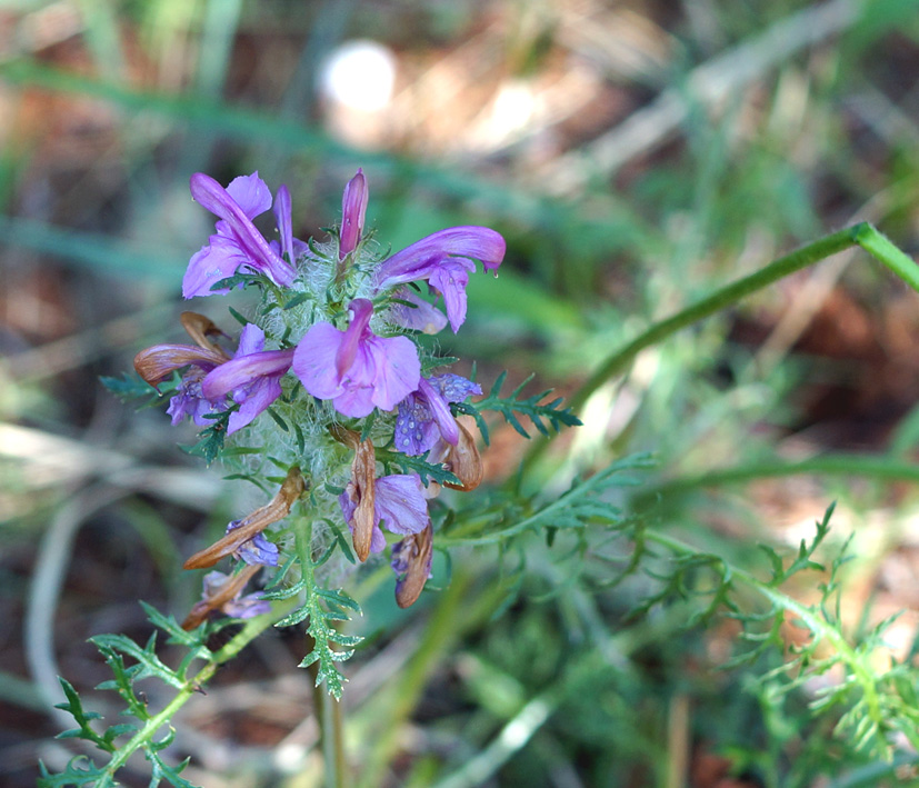 Изображение особи Pedicularis rubens.