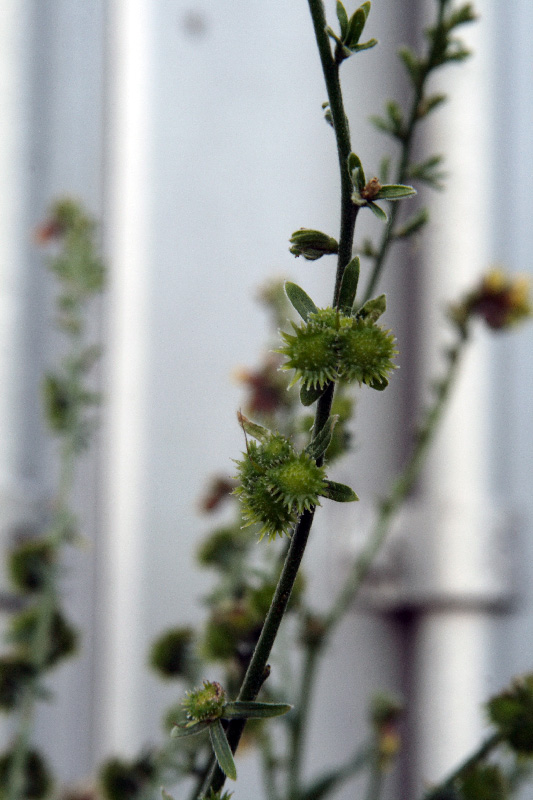 Image of Solenanthus circinnatus specimen.