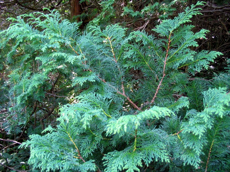 Image of Chamaecyparis pisifera specimen.