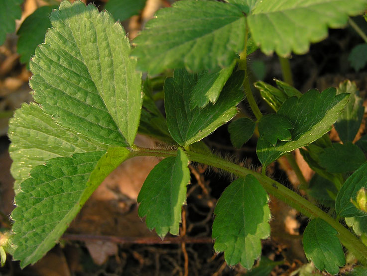 Изображение особи Potentilla fragarioides.