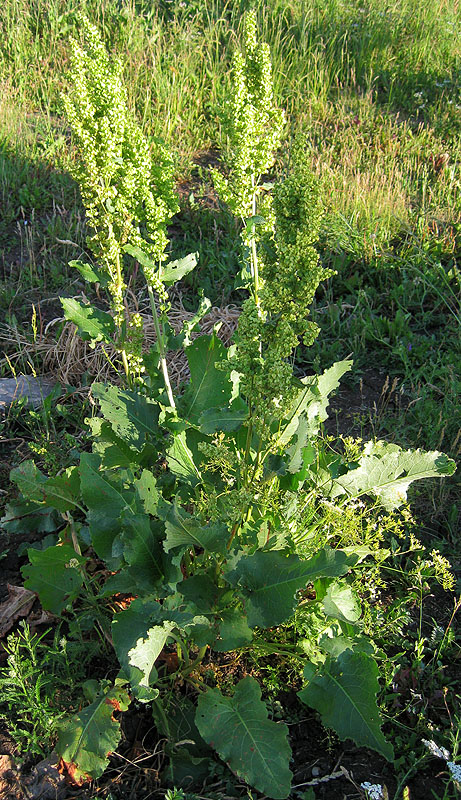 Image of Rumex confertus specimen.