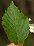 Sorbus alnifolia