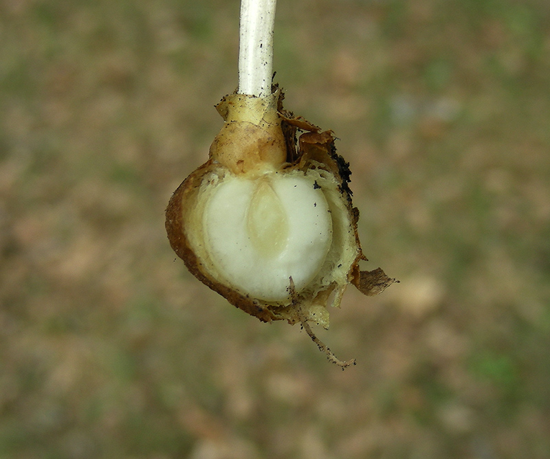 Image of Corydalis solida specimen.