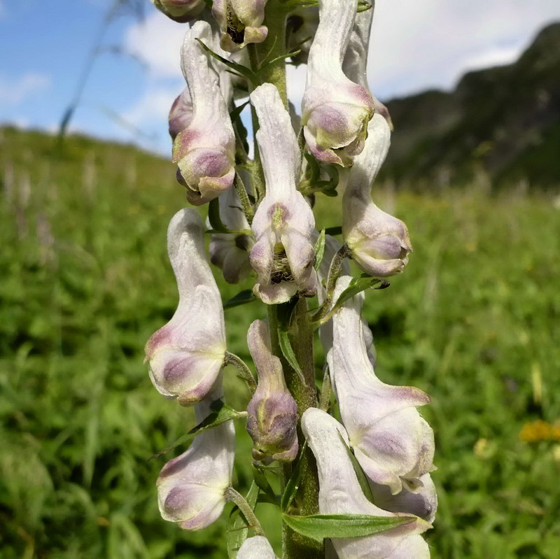 Image of Aconitum orientale specimen.