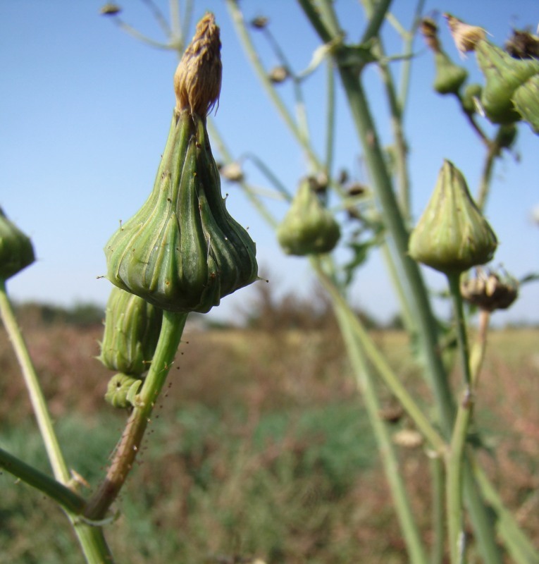 Image of Sonchus asper specimen.
