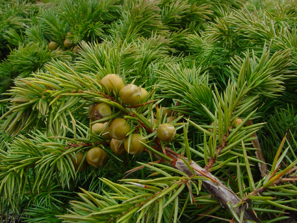 Изображение особи Juniperus conferta.