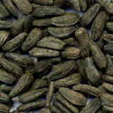 Arctium lappa. Семянки. Курская обл., г. Железногорск, пустырь. 26 октября 2009 г.