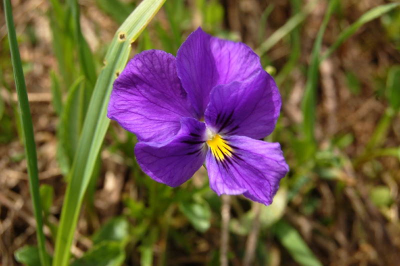 Изображение особи Viola altaica.
