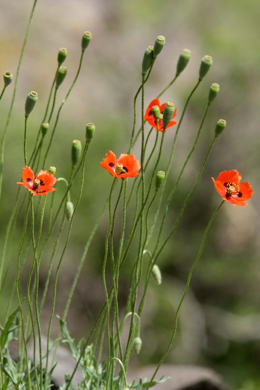 Изображение особи Papaver litwinowii.