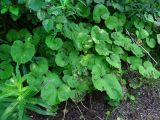 Tussilago farfara