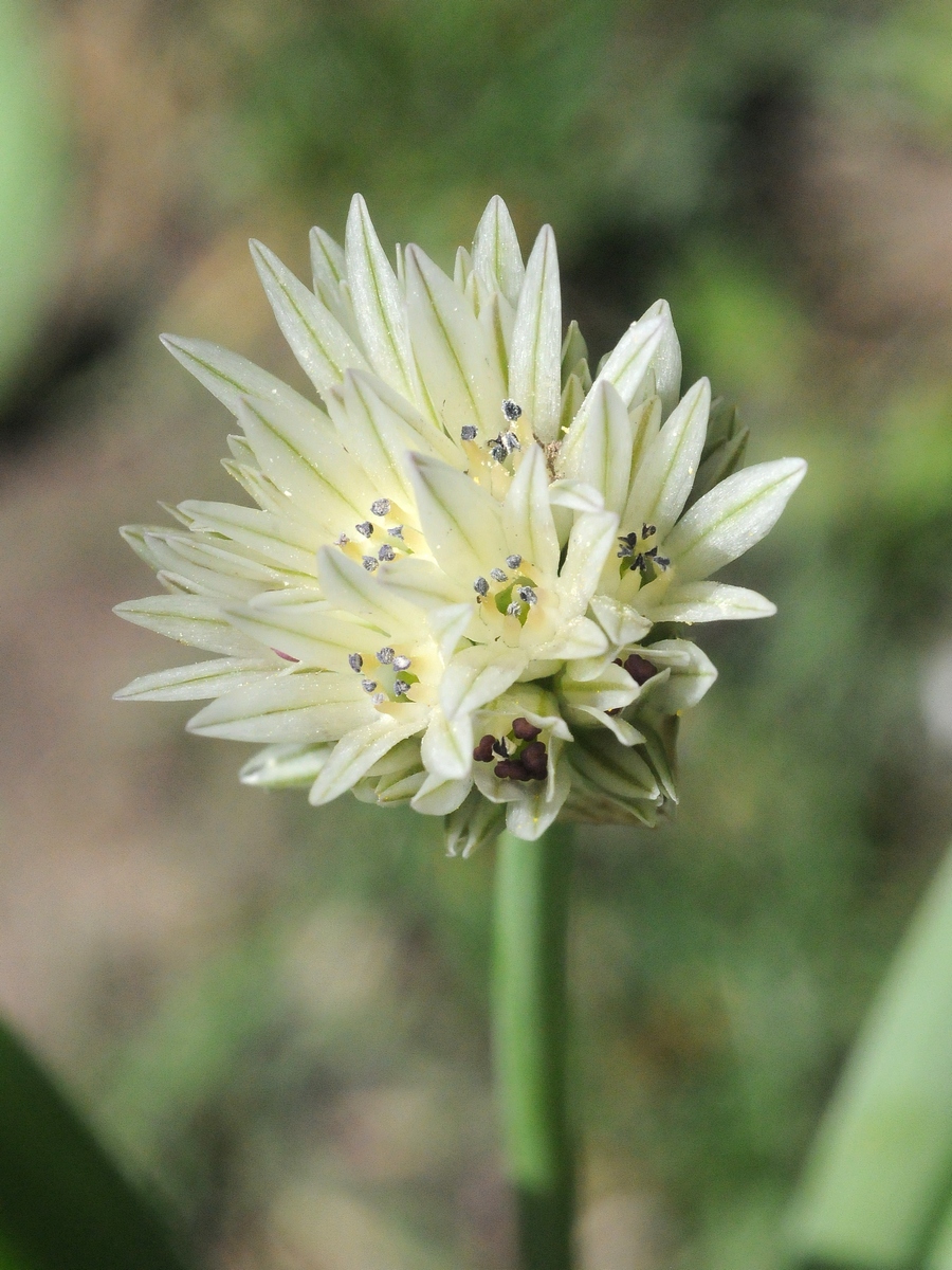 Изображение особи Allium darwasicum.