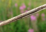 Phleum pratense