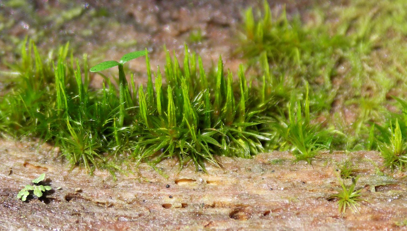 Image of Dicranum flagellare specimen.