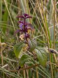 Mentha arvensis