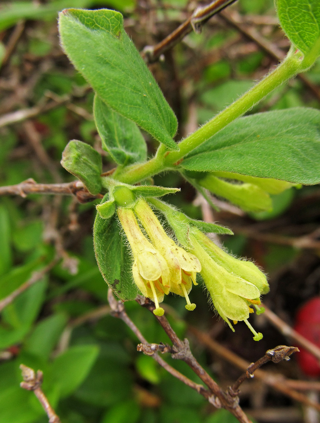 Image of Lonicera caerulea specimen.