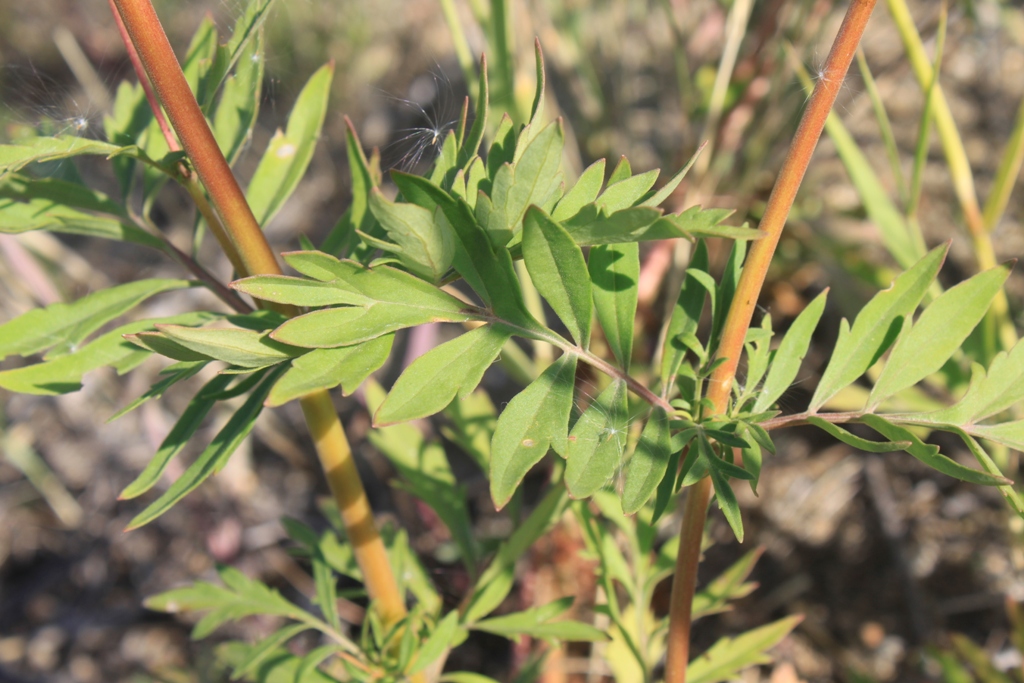 Изображение особи Patrinia rupestris.