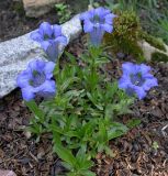 Gentiana acaulis. Цветущее растение. Москва, БС МГУ. 27.05.2003.