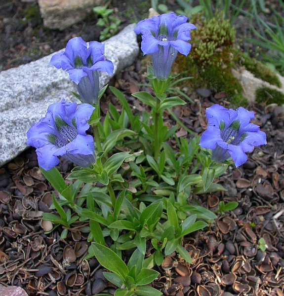 Image of Gentiana acaulis specimen.