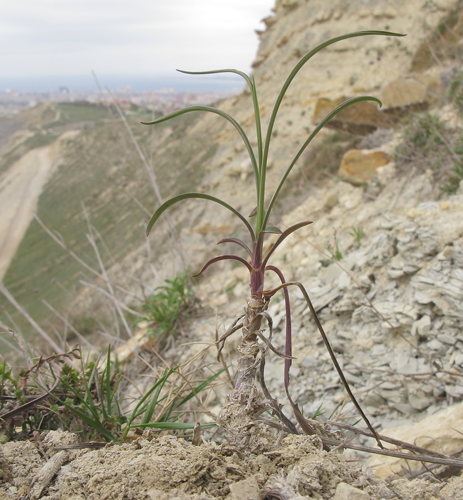 Image of Bupleurum woronowii specimen.