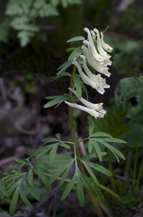 Image of Corydalis angustifolia specimen.