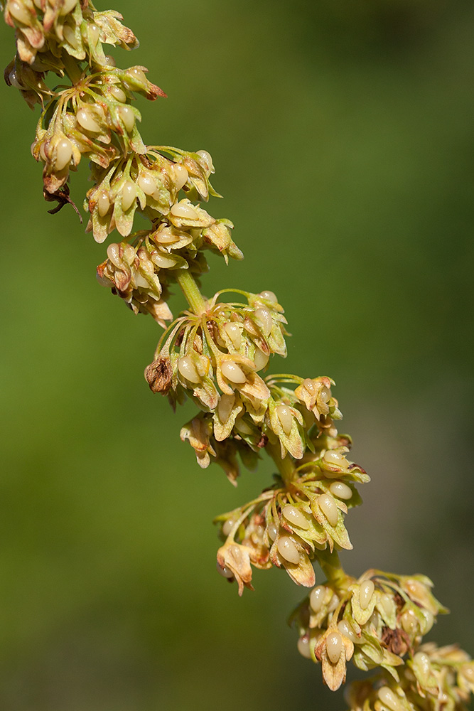 Изображение особи Rumex sylvestris.