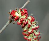 Populus tremula. Часть мужского соцветия. Москва, Кузьминский лесопарк. 26.04.2015.