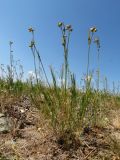 Filifolium sibiricum