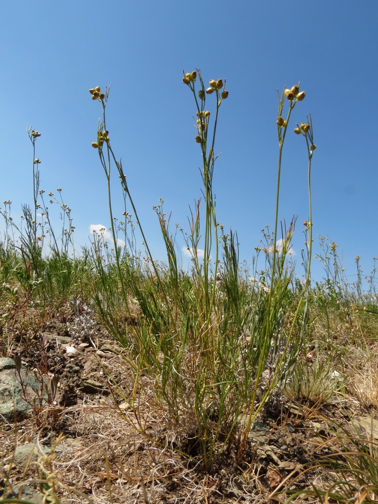 Изображение особи Filifolium sibiricum.