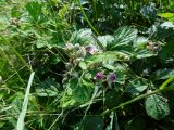 Rubus mesogaeus