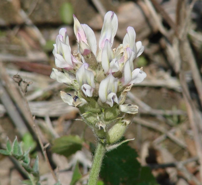 Изображение особи Oxytropis candicans.
