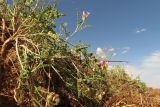 Astragalus albicans