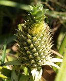 Ananas comosus