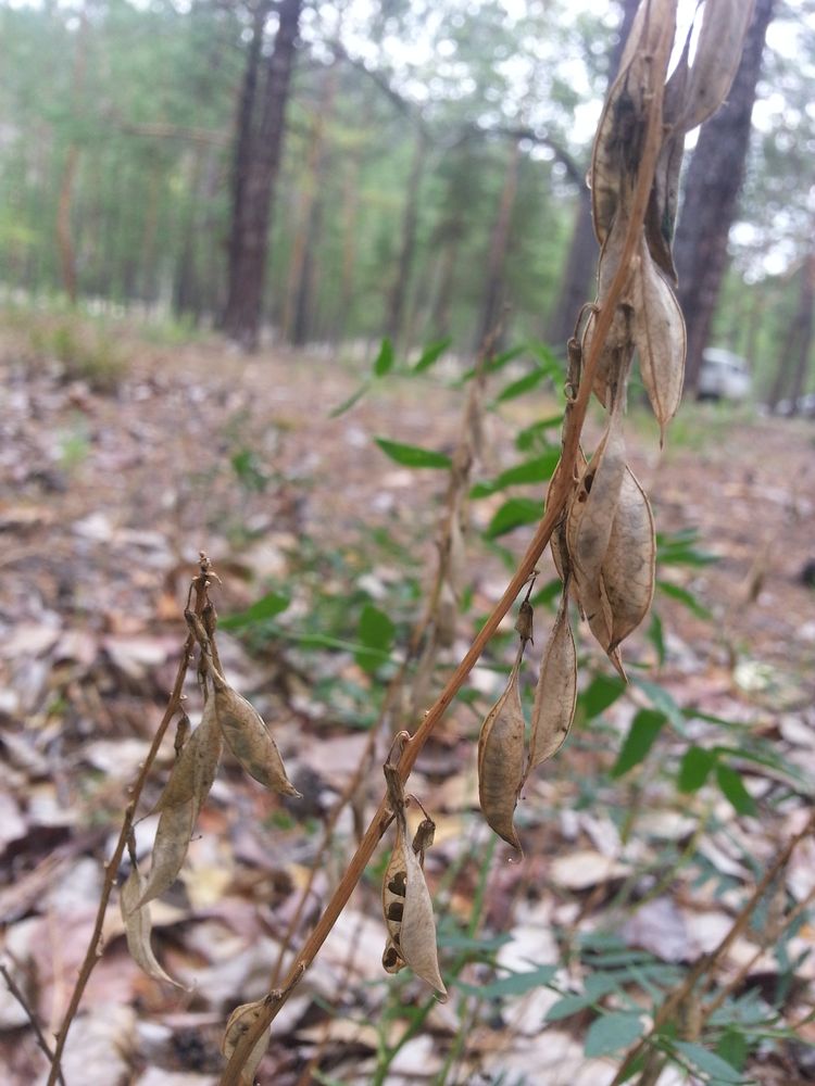 Изображение особи Astragalus trigonocarpus.