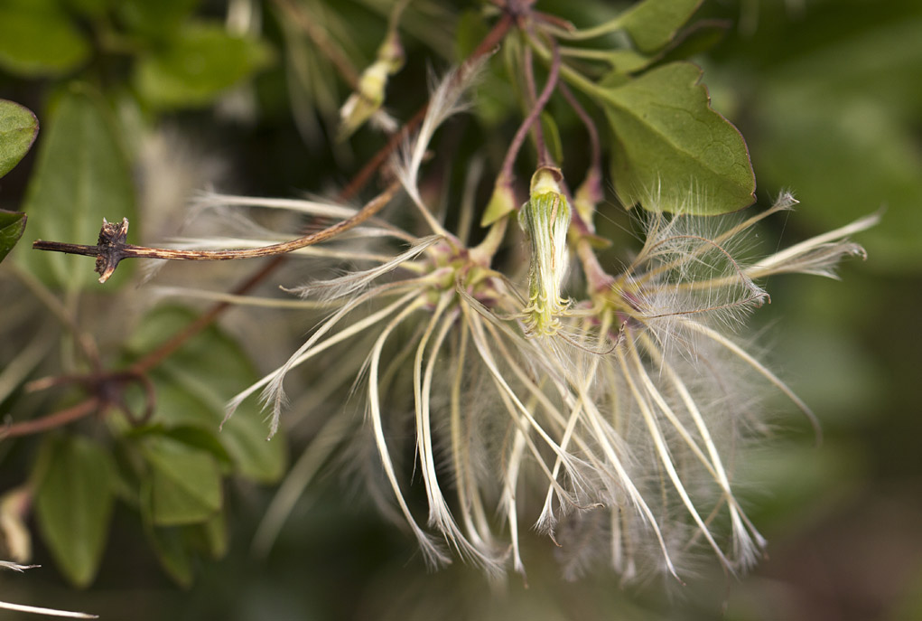 Изображение особи Clematis cirrhosa.