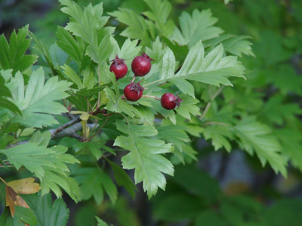 Image of Crataegus pinnatifida specimen.