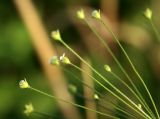 Androsace filiformis