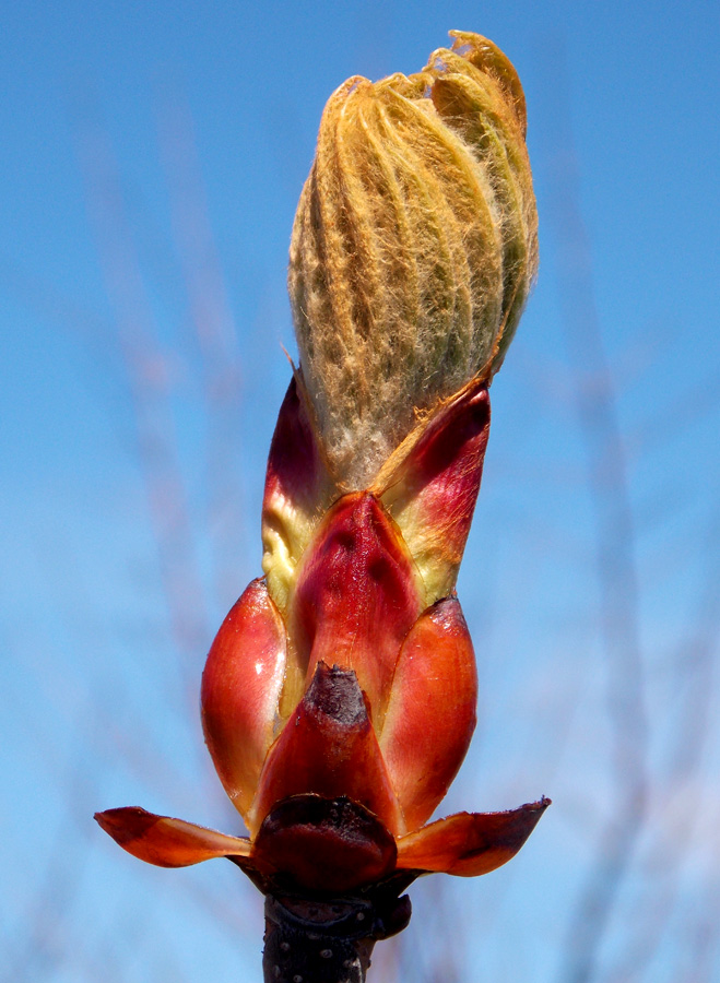 Image of Aesculus hippocastanum specimen.