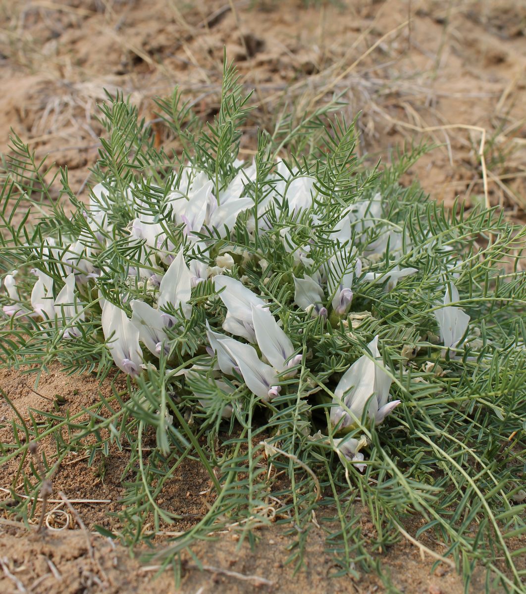 Изображение особи Oxytropis squammulosa.